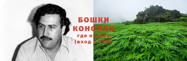 сатива Магас