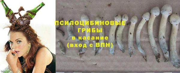 прущие грибы Магадан